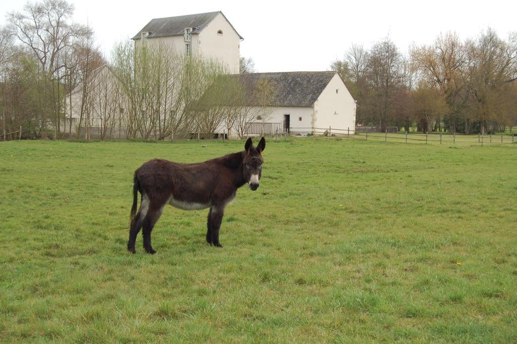 Le Moulin Neuf Bed and Breakfast Vignoux-sur-Barangeon Buitenkant foto